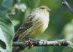 Le Serin cini, reconnaissable &agrave; sa t&acirc;che jaune sur le bas du dos...